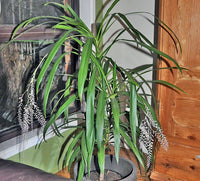 Slender Palm Lily (Cordyline stricta) - Ladybird Nursery