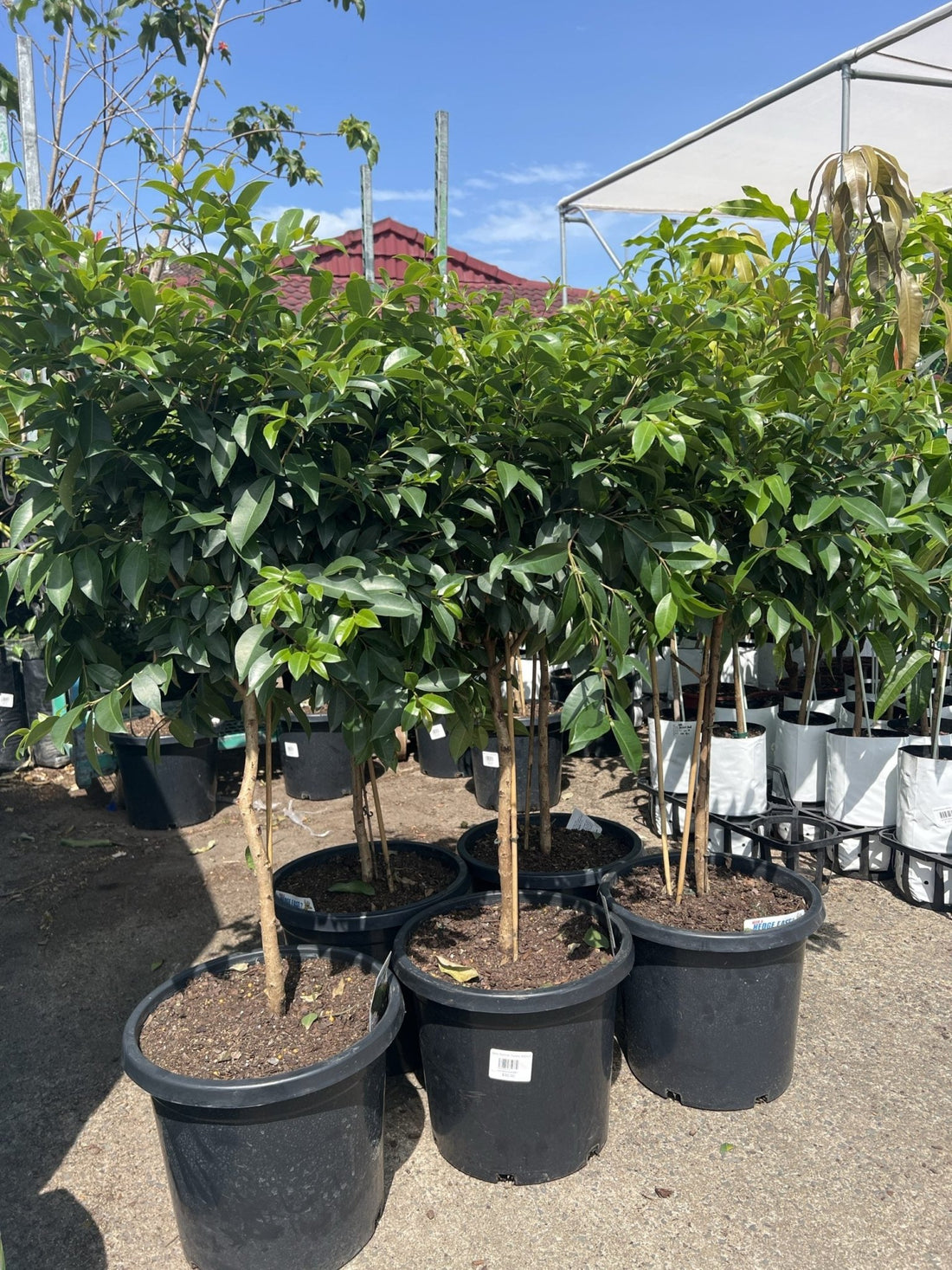 Lilly Pilly Aussie Boomer Topiary 300mm Pots (PICKUP ONLY) - Ladybird Nursery