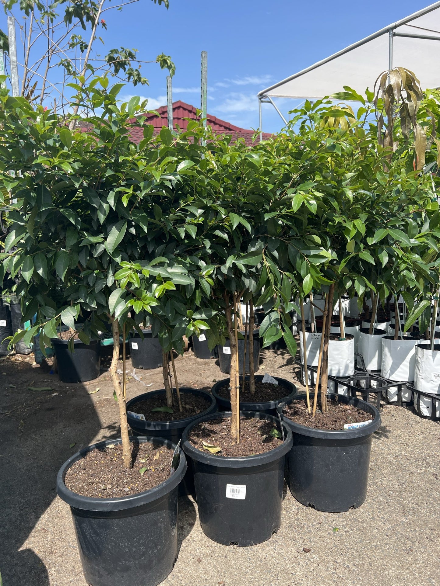 Lilly Pilly Aussie Boomer Topiary 300mm Pots (PICKUP ONLY)