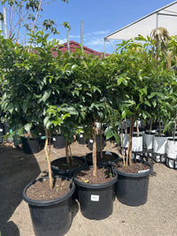 Lilly Pilly Aussie Boomer Topiary 300mm Pots (PICKUP ONLY)