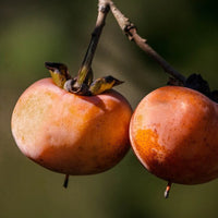 Common Persimmon (Diospyros virginiana)