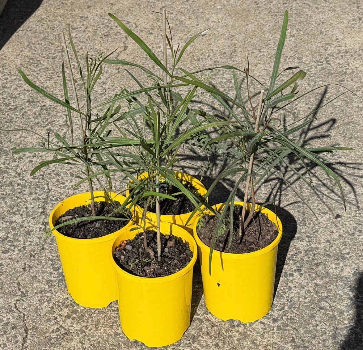 Willow Wattle (Acacia salicina) - Ladybird Nursery