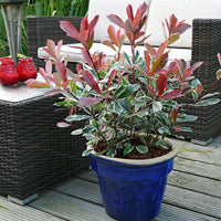 Photinia Marble Pink (Photinia)