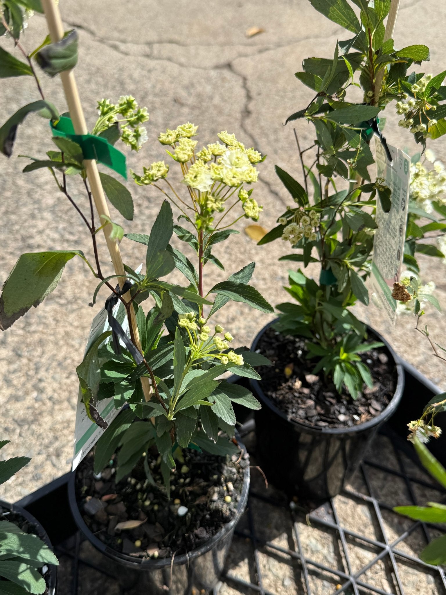 Spirea Double White May (Spiraea) - Ladybird Nursery