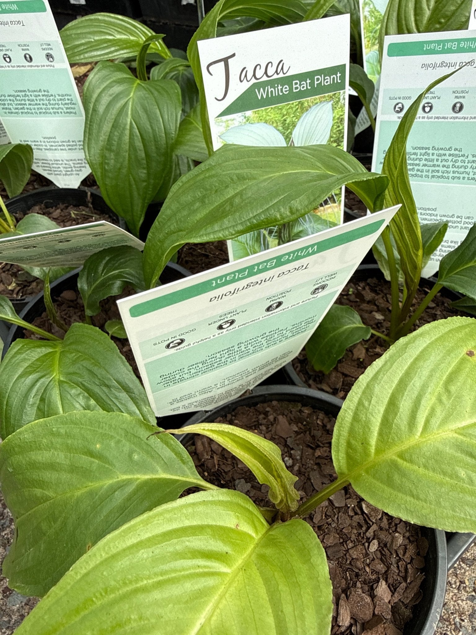 White Bat Plant (Tacca chantrieri) - Ladybird Nursery