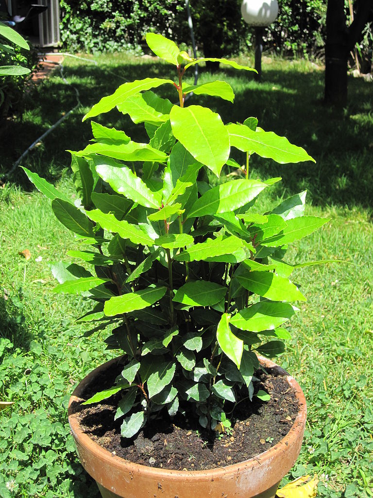 Bay Tree Miles Choice (Laurus nobilis)