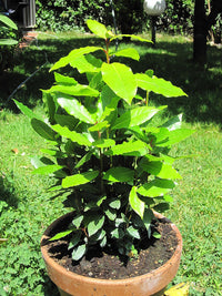 Bay Tree Miles Choice (Laurus nobilis)