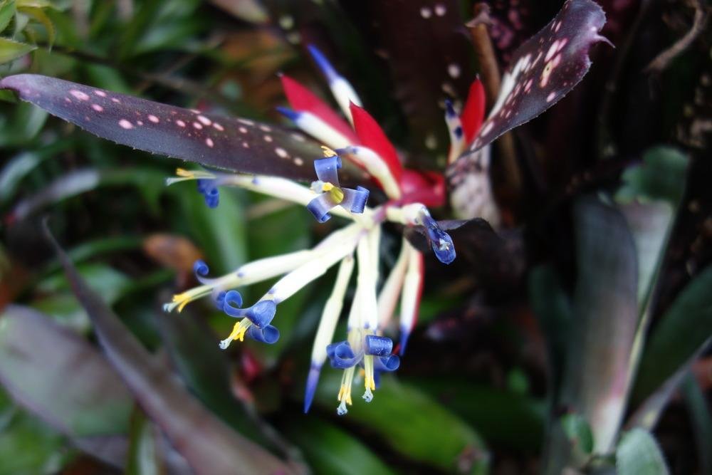 Bromeliad (Billbergia Hallelujah) - Ladybird Nursery