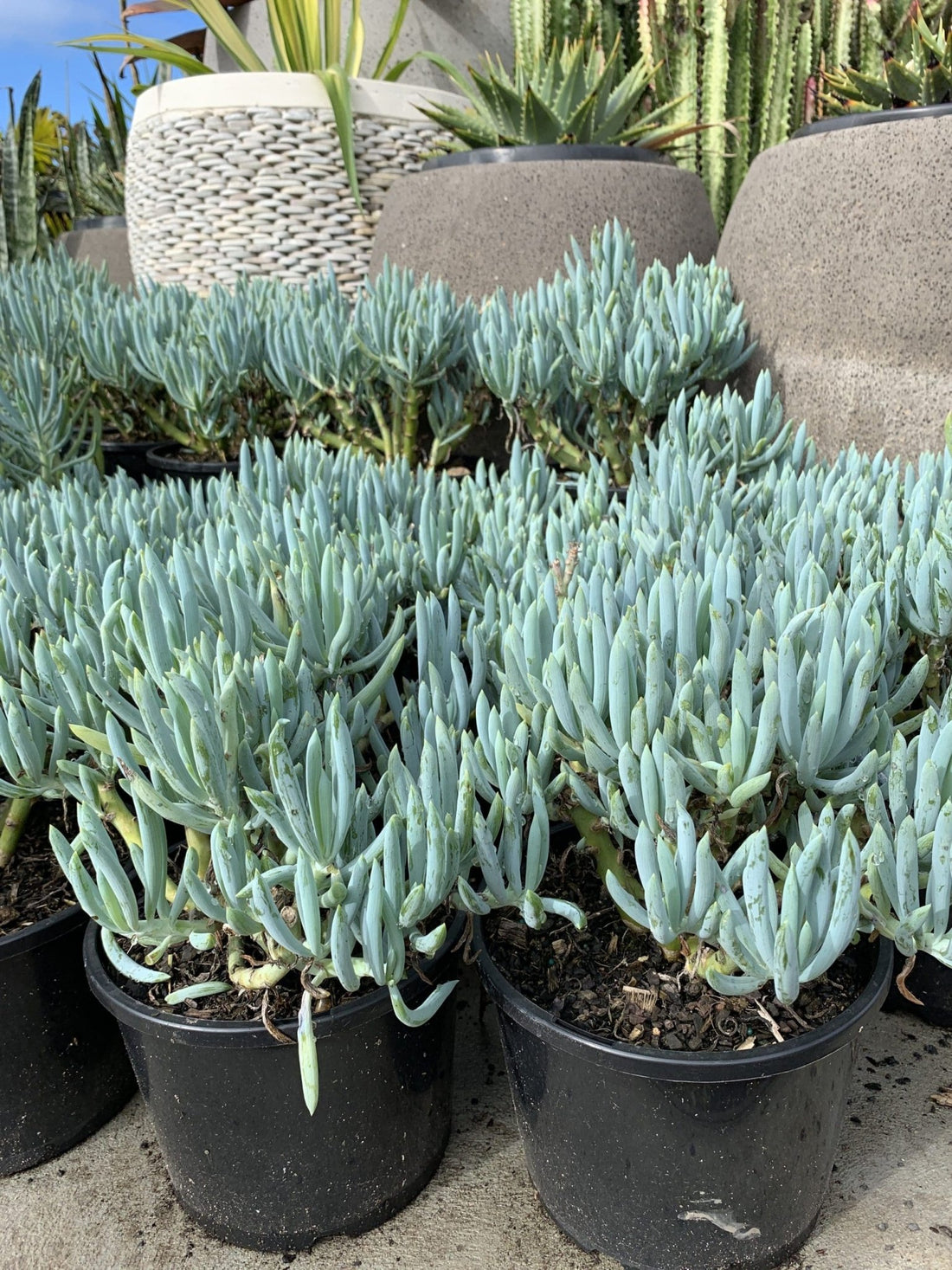 Blue Chalksticks (Senecio serpens) - Ladybird Nursery