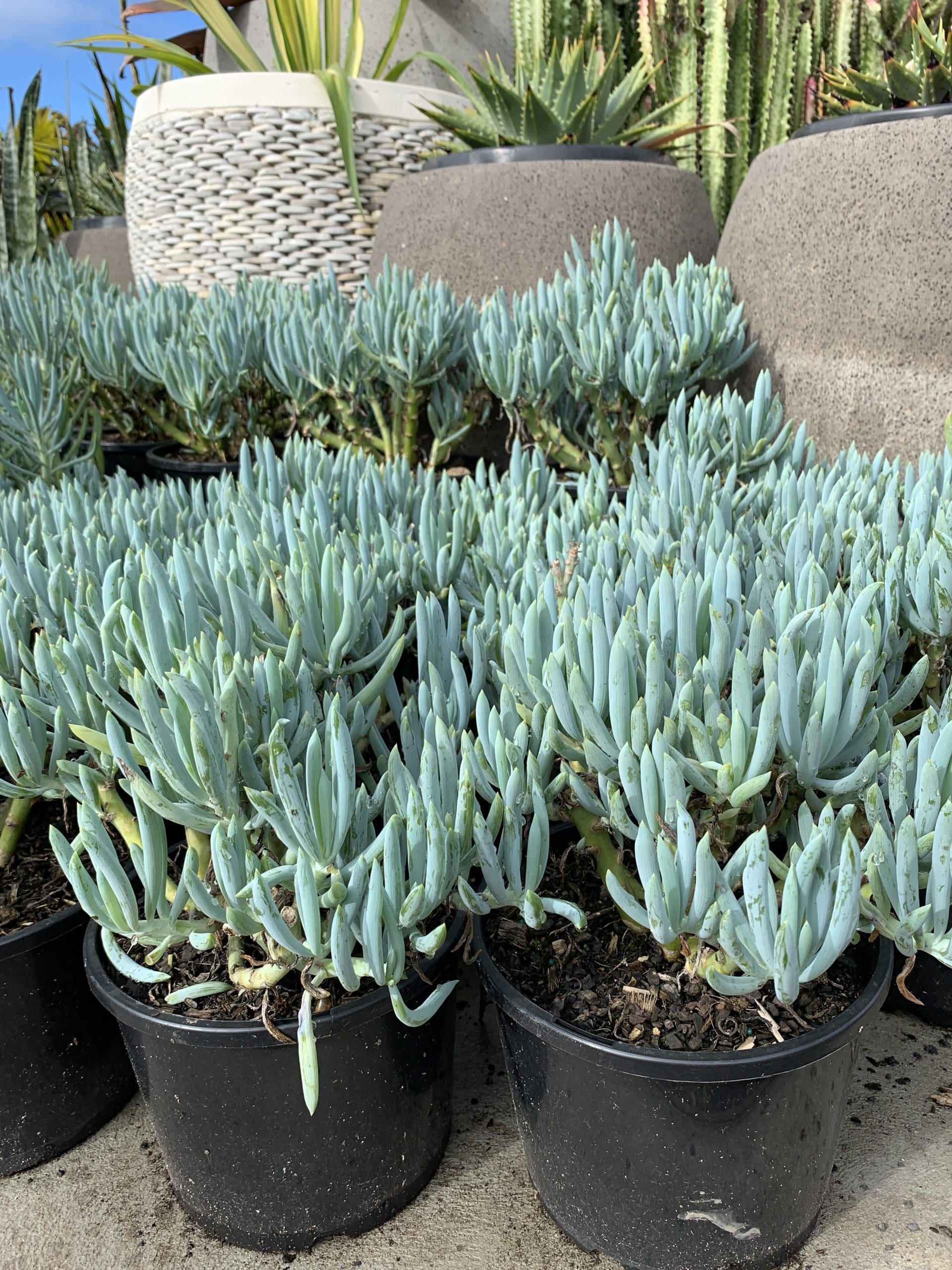 Blue Chalksticks (Senecio serpens)
