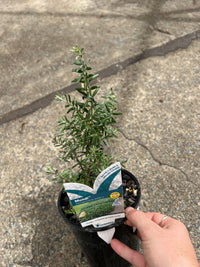 Coastal Rosemary MUNDI™ (Westringia fruticosa) - Ladybird Nursery