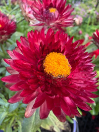 Paper Daisy Mohave 'Purple Red' (Bracteantha) - Ladybird Nursery