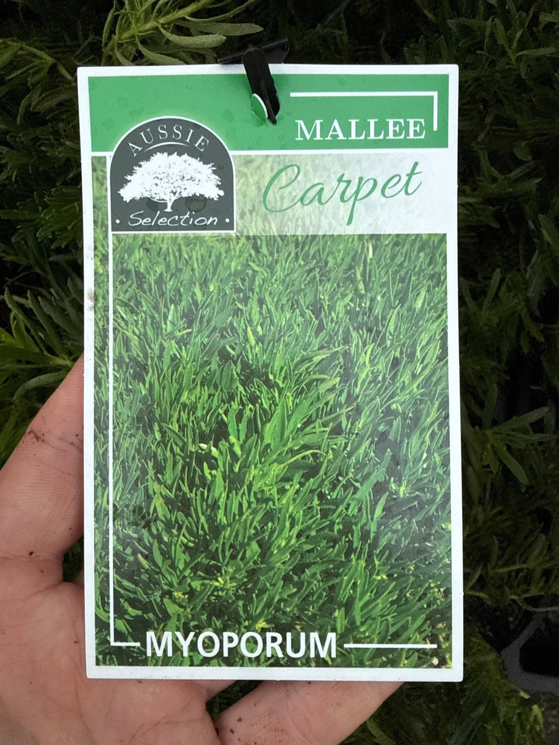 Myoporum parvifolium 'Mallee Carpet' - Ladybird Nursery