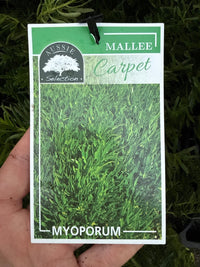 Myoporum parvifolium 'Mallee Carpet' - Ladybird Nursery