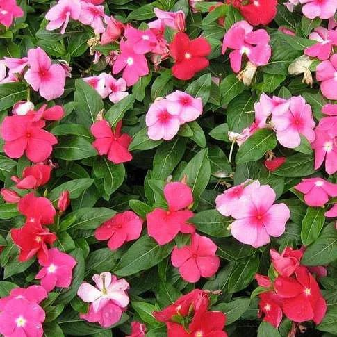 Periwinkle Mix (Vinca spp.) - Ladybird Nursery
