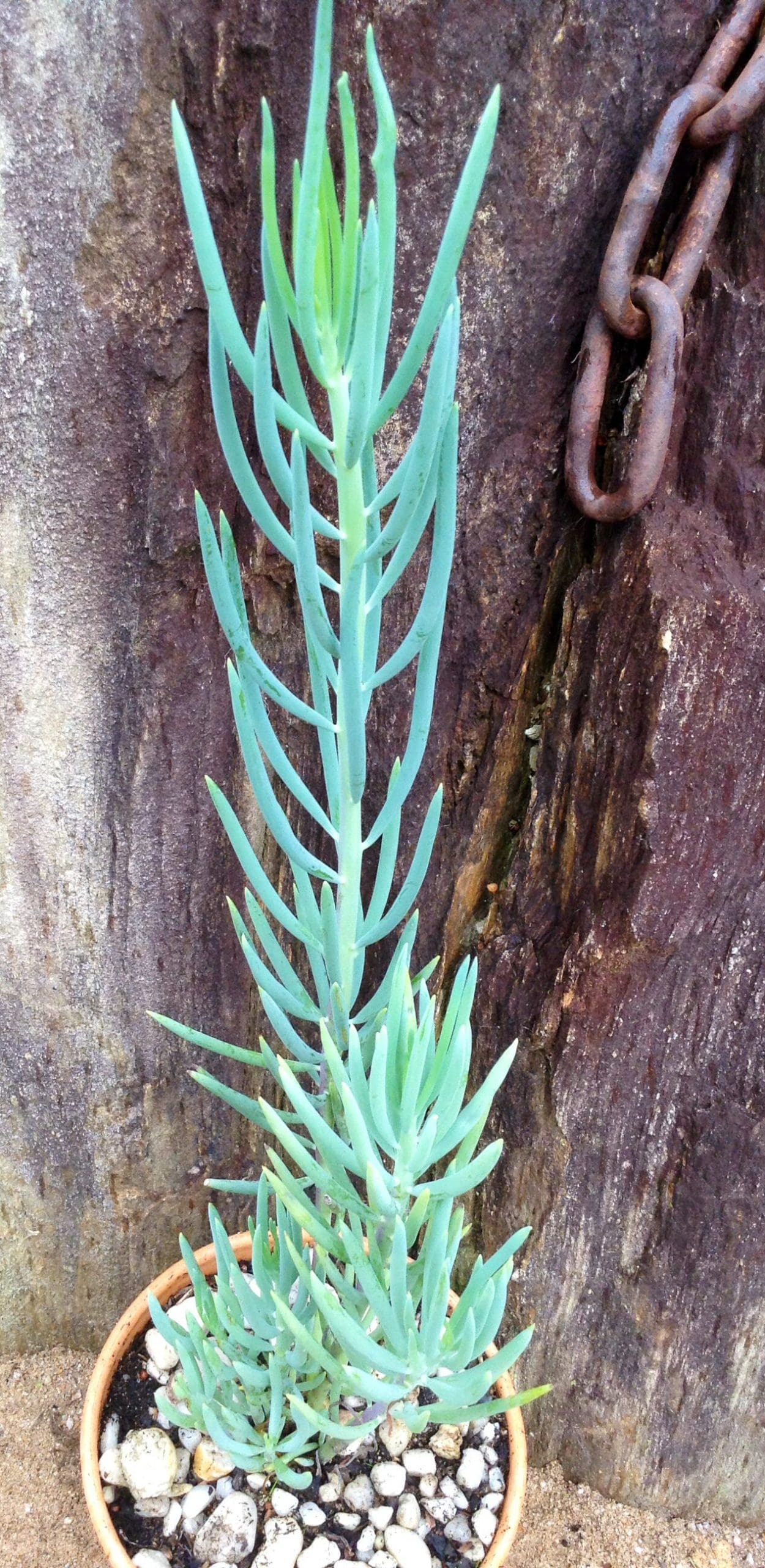 Senecio Nolas Pride (Senecio)