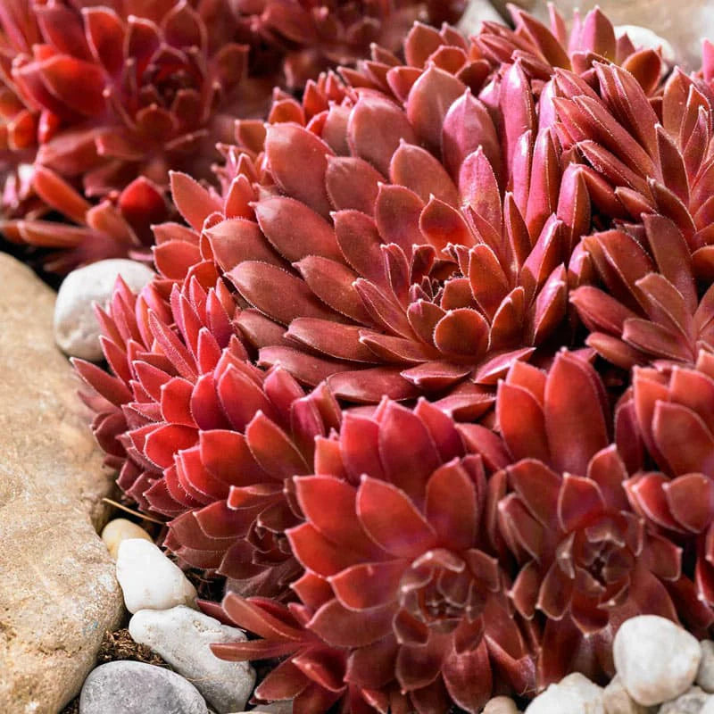 Hens and Chicks Red (Echeveria Big)