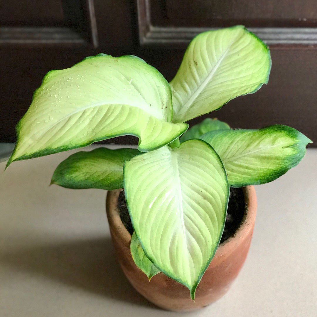 Dieffenbachia ‘Tropic Marianne’ (Dieffenbachia seguine) 140mm Pot - Ladybird Nursery