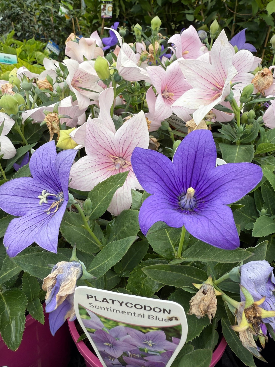 Balloon Flower Assorted (Platycodon) - Ladybird Nursery