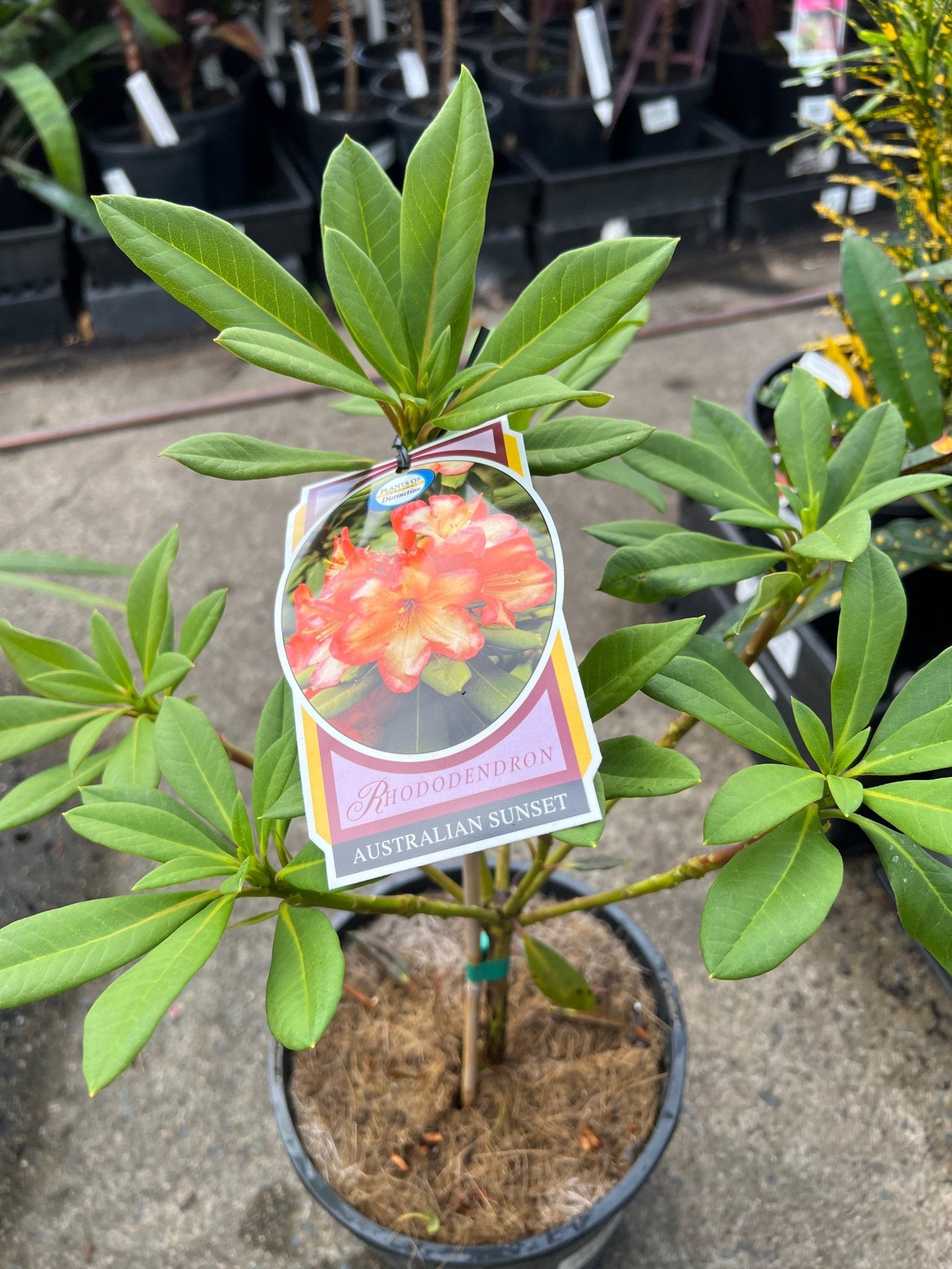 Rhododendron Australian Sunset - Ladybird Nursery