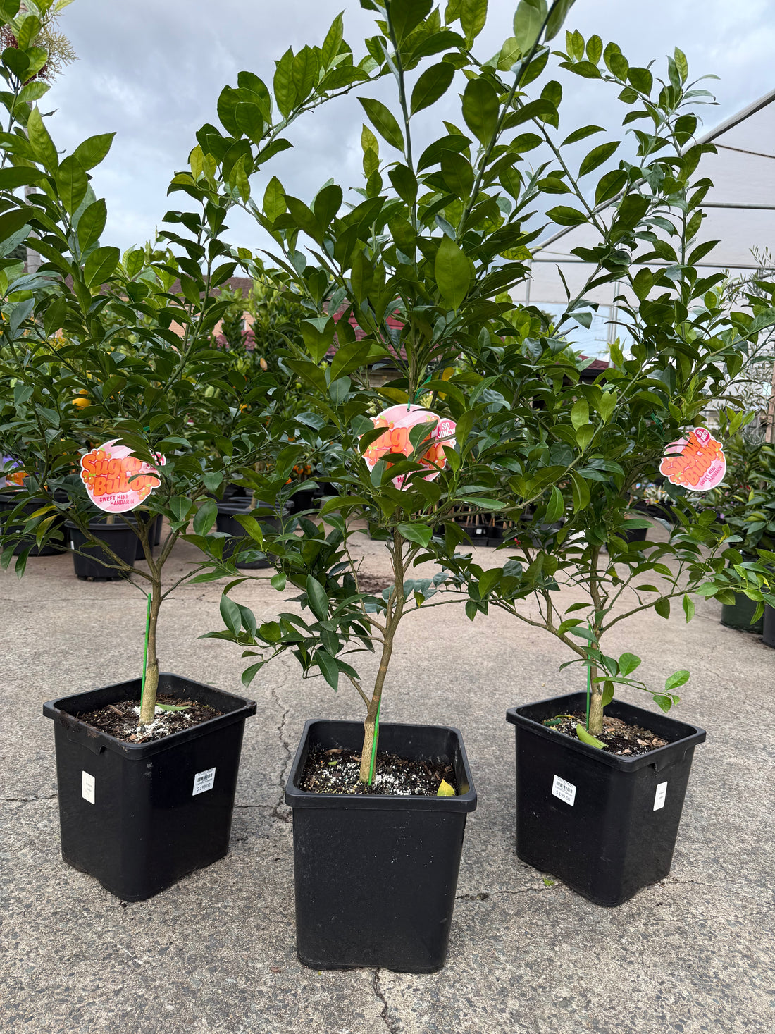 Mandarin Dwarf 'Sugar Bubba' 300mm Advanced (PICKUP ONLY)