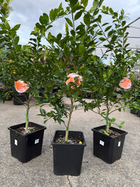 Mandarin Dwarf 'Sugar Bubba' 300mm Advanced (PICKUP ONLY)