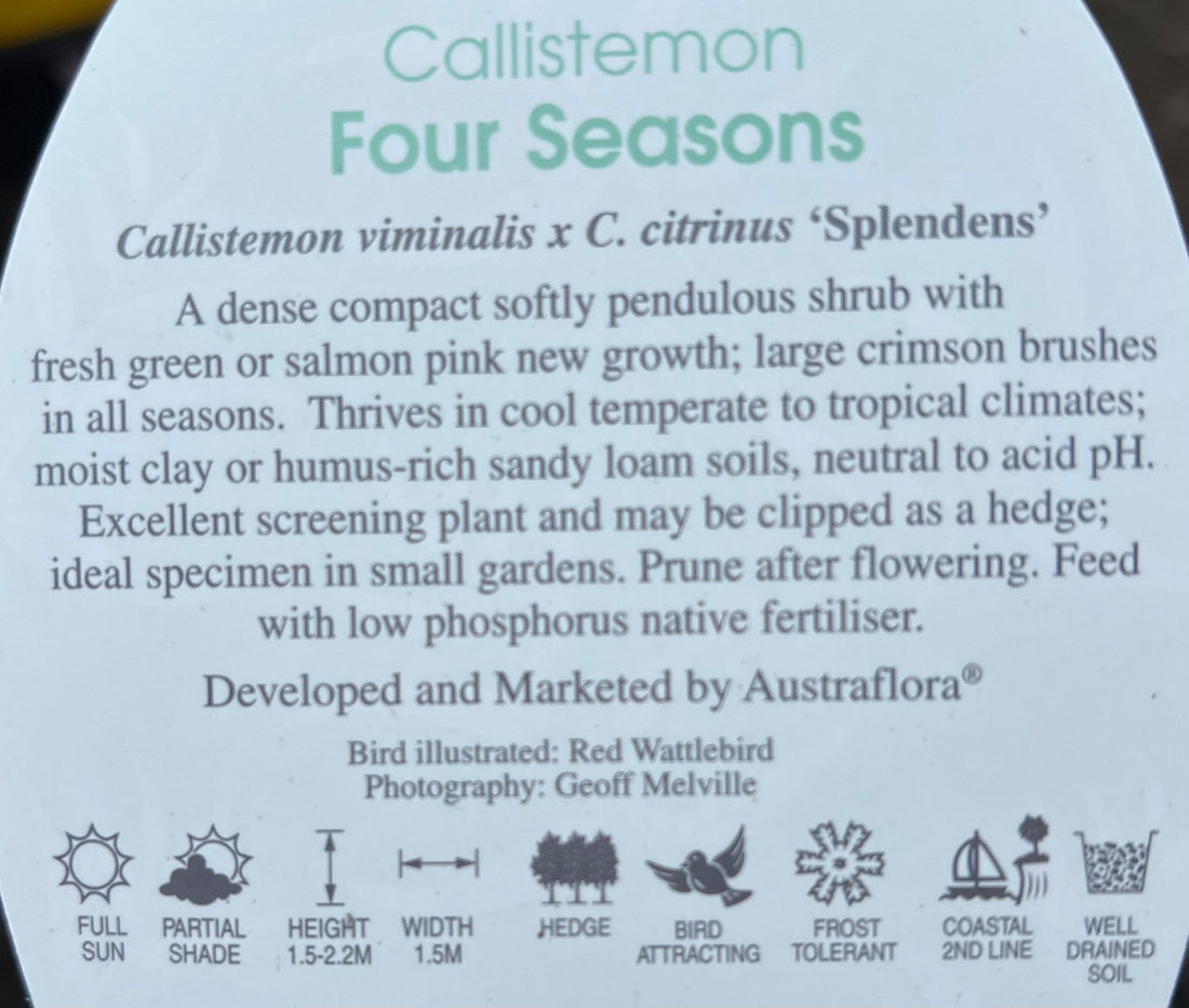 Bottlebrush 'Four Seasons' (Callistemon) - Ladybird Nursery