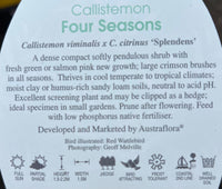 Bottlebrush 'Four Seasons' (Callistemon) - Ladybird Nursery
