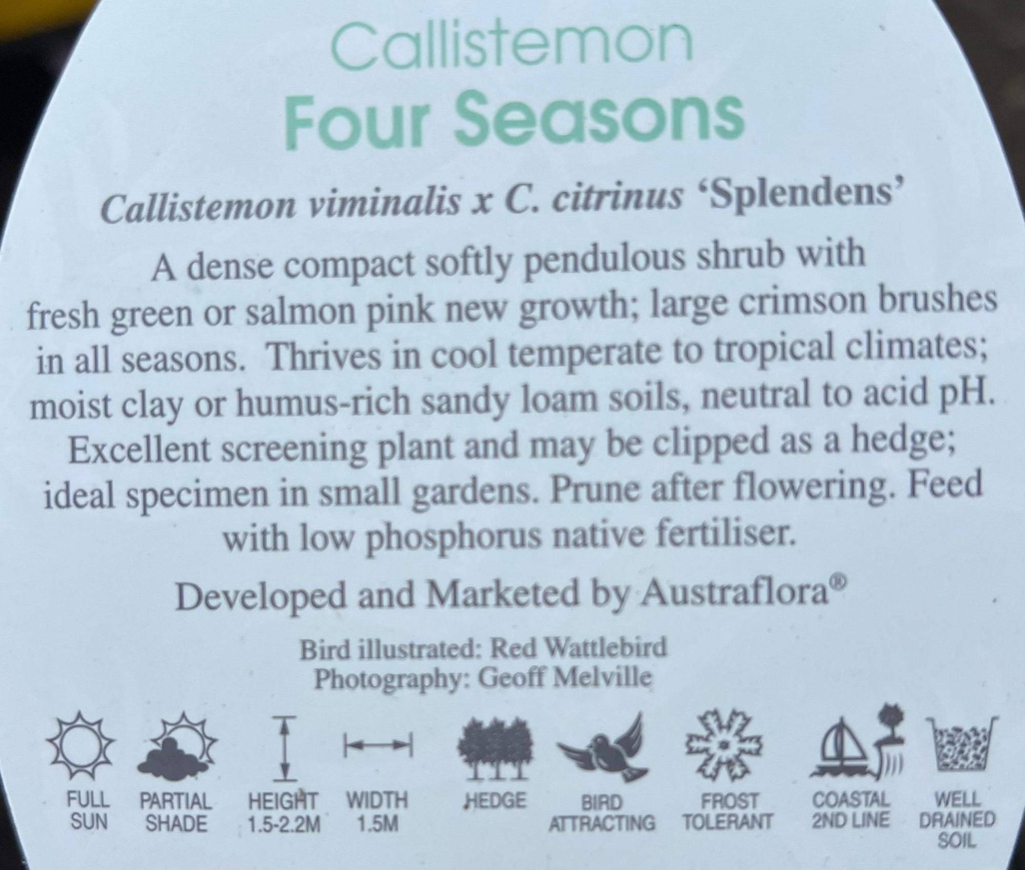 Bottlebrush 'Four Seasons' (Callistemon) - Ladybird Nursery