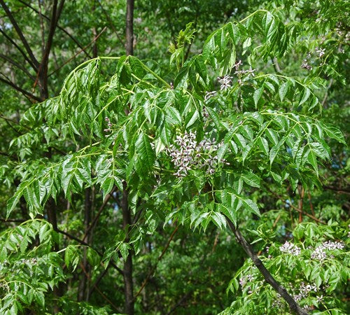 White Cedar (Melia azedarach)