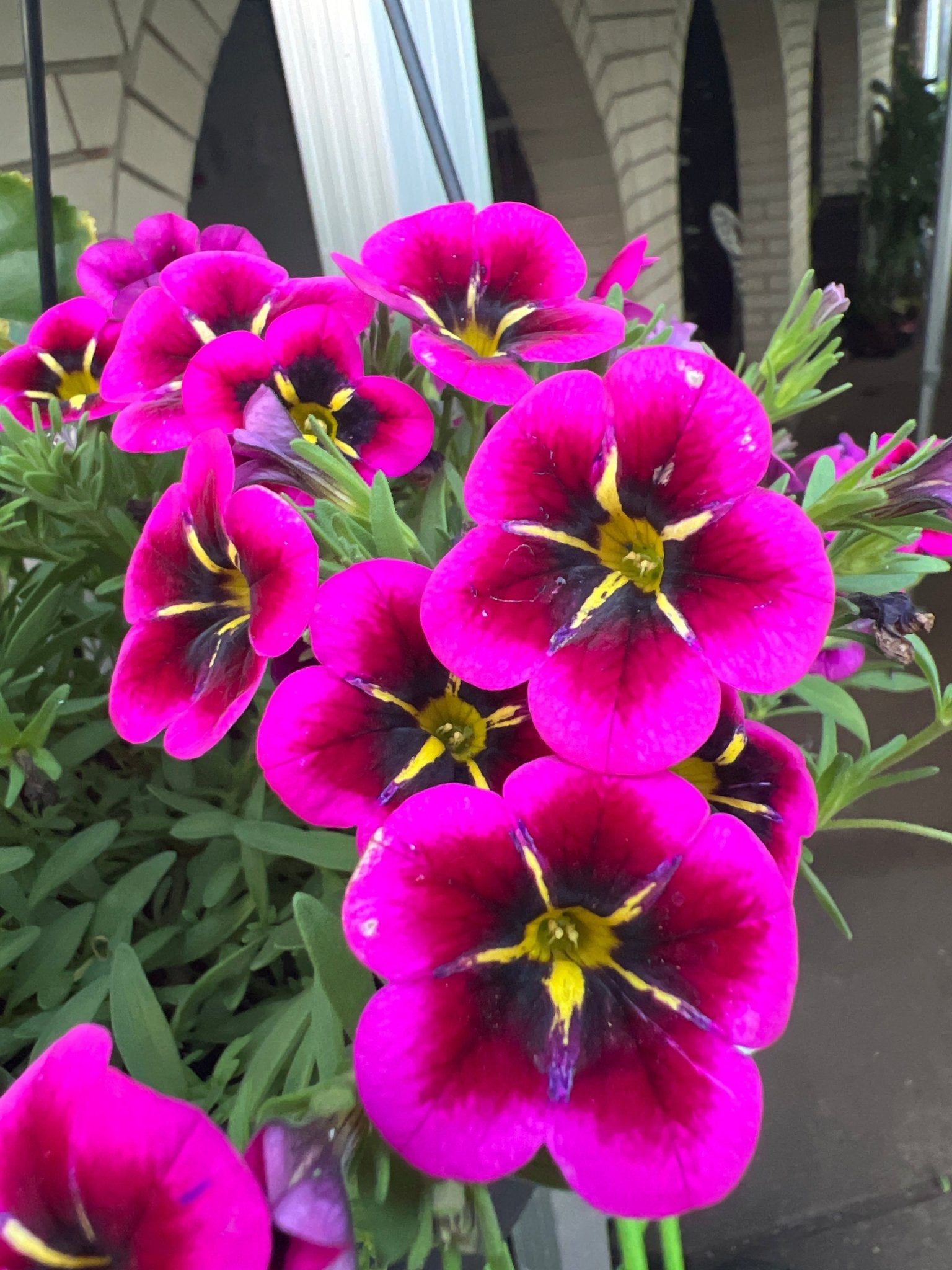 Calibrachoa Cabaret 'Goodnight Kiss' - Ladybird Nursery