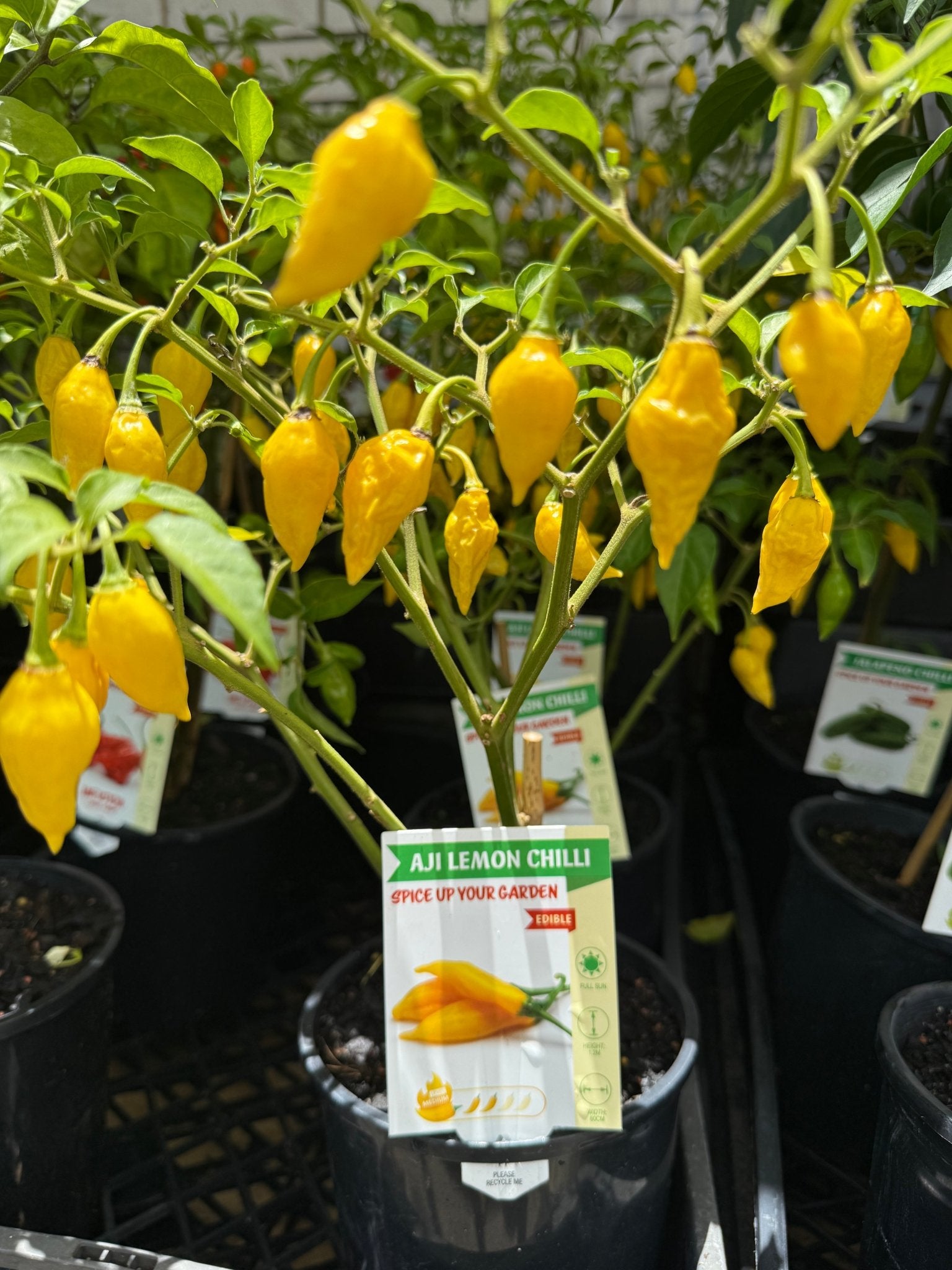Chilli 'Aji Lemon' - 140mm Pot - Ladybird Nursery