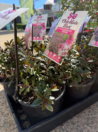 Hebe Chocolate Box 'Strawberry Cream' - Ladybird Nursery