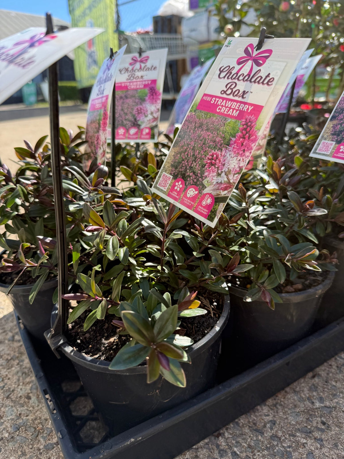 Hebe Chocolate Box 'Strawberry Cream' - Ladybird Nursery