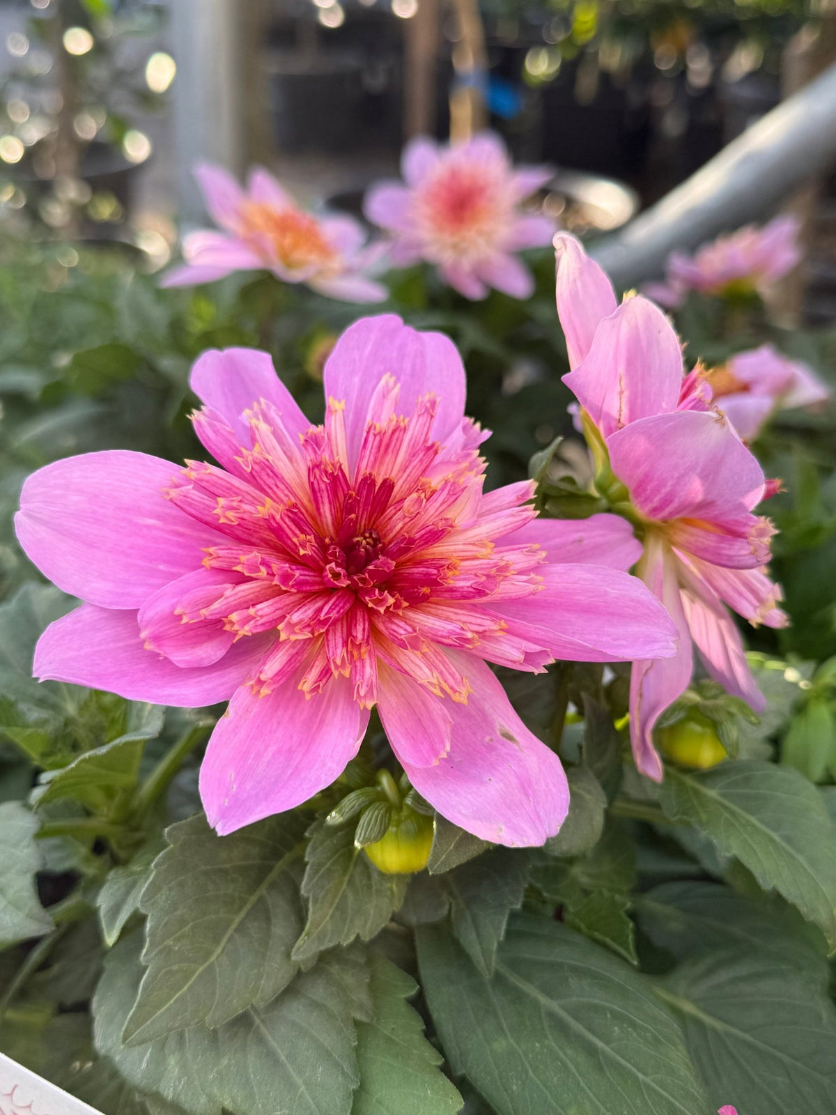 Dahlia 'Starburst Pink' - Ladybird Nursery