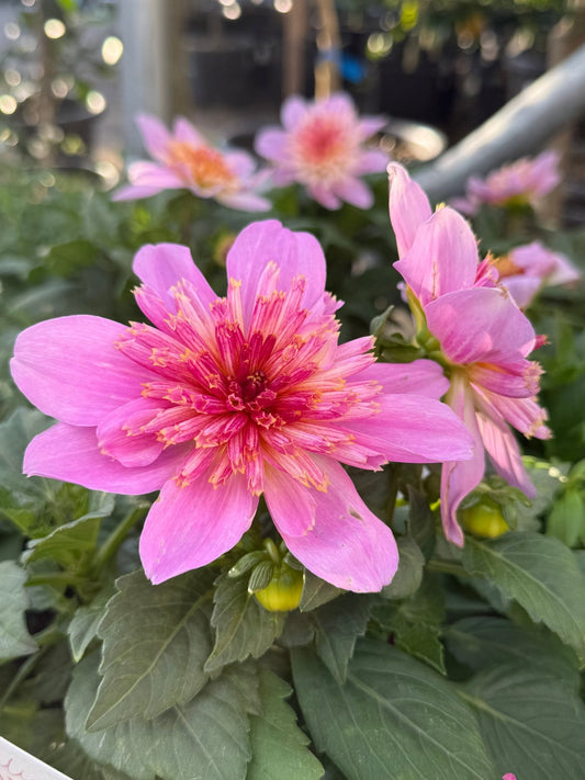 Dahlia 'Starburst Pink' - Ladybird Nursery