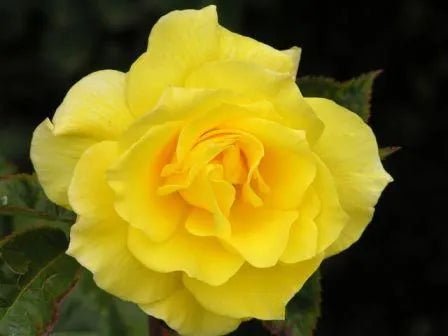 Rose Friesia 2 ft Standards (Rosa) - Ladybird Nursery