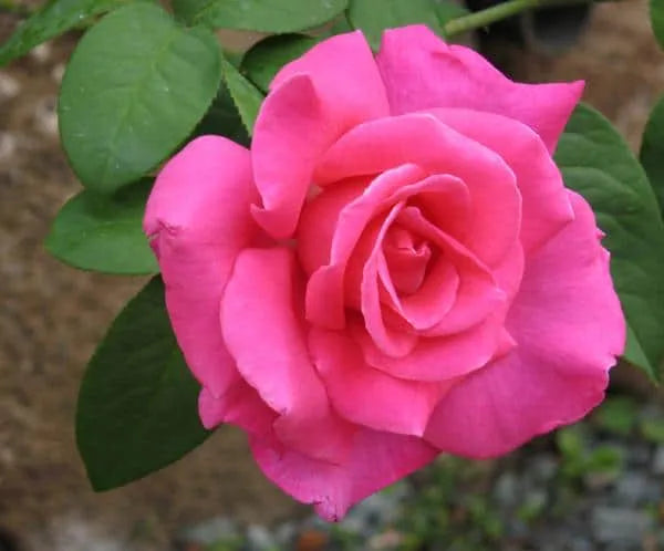 Rose Perfume Delight 2 ft Standards (Rosa)