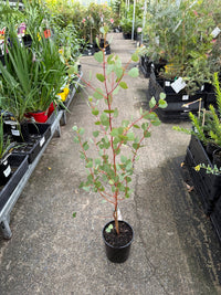 Dwarf Heart Leaf Eucalyptus (Eucalyptus websteriana) - Ladybird Nursery