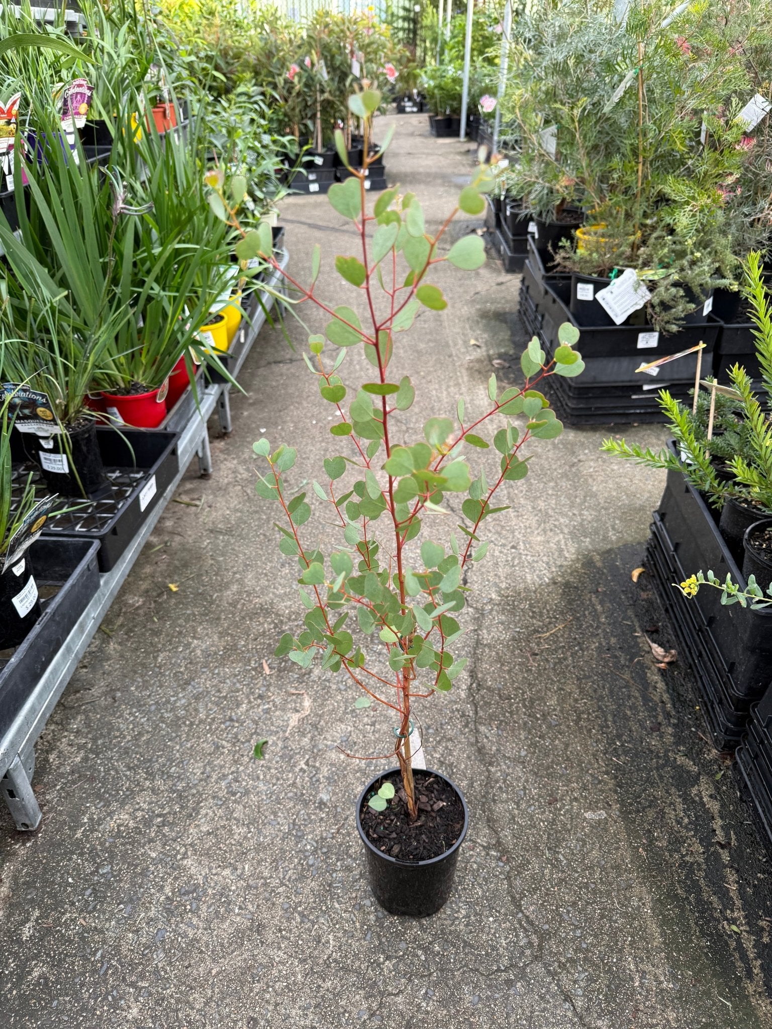 Dwarf Heart Leaf Eucalyptus (Eucalyptus websteriana) - Ladybird Nursery