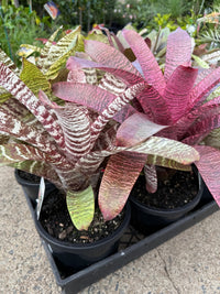 Bromeliad Vriesea (Assorted) - Large - Ladybird Nursery