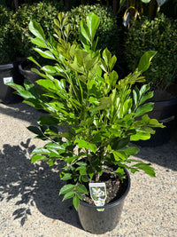 Radermachera Summerscent ™ - Ladybird Nursery