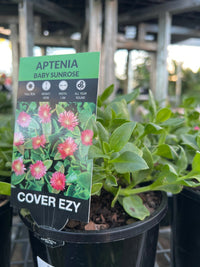 Baby Sunrose (Aptenia cordifolia) - Ladybird Nursery