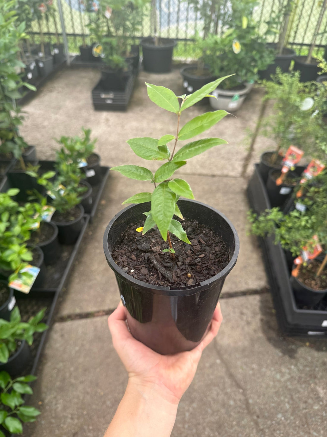Jaboticaba 'Costada' (Plinia phitrantha) - Ladybird Nursery