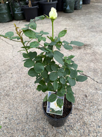 Rose ‘Tineke’