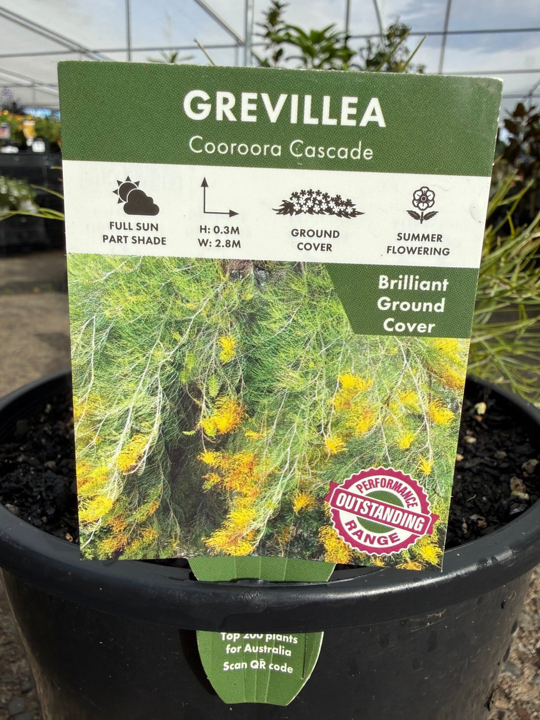 Grevillea 'Cooroora Cascade' groundcover - Large - Ladybird Nursery