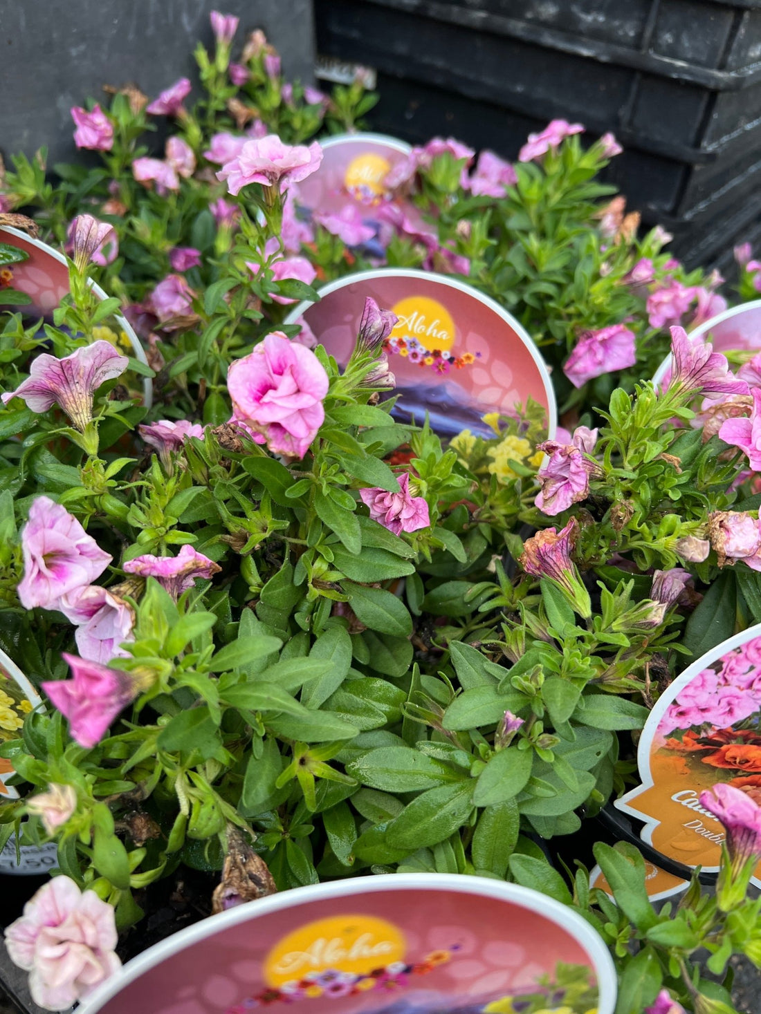 Calibrachoa 'Double Pink' - Ladybird Nursery