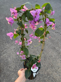 Bougainvillea 'Nonya' (Bougainvillea Bambino™) - Ladybird Nursery