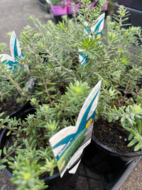 Coastal Rosemary 'MUNDI™' (Westringia fruticosa) - Ladybird Nursery
