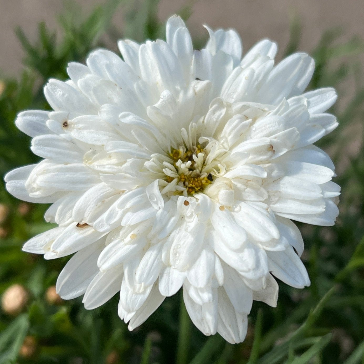 Daisy 'Super Duper' (Argyranthemum) - Ladybird Nursery